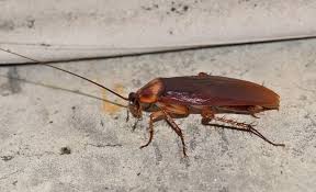 American Cockroach Pest Control