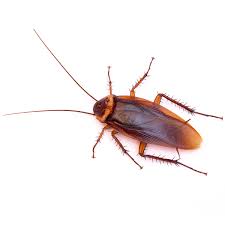 Australian Cockroach Pest Control