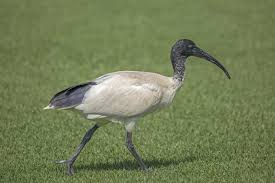 Australian White Ibis