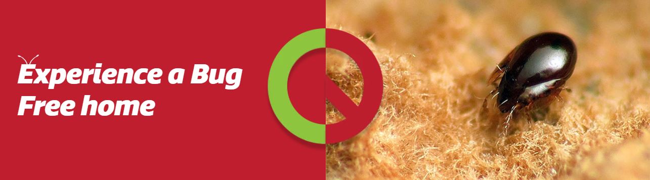 Bird Lice Pest Control