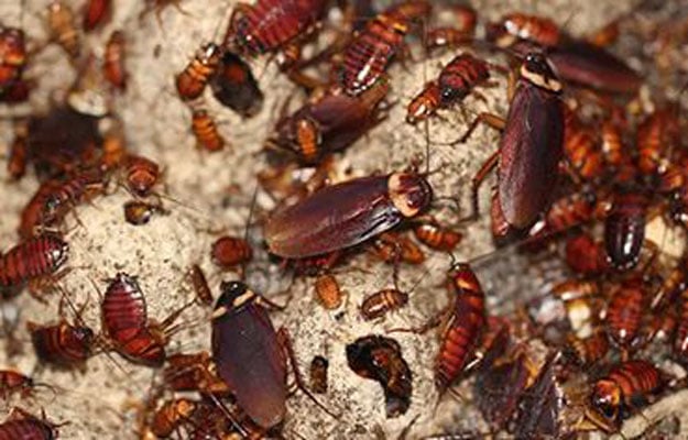 Ant Pest Control Hero Background