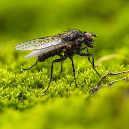 Bush Flies
