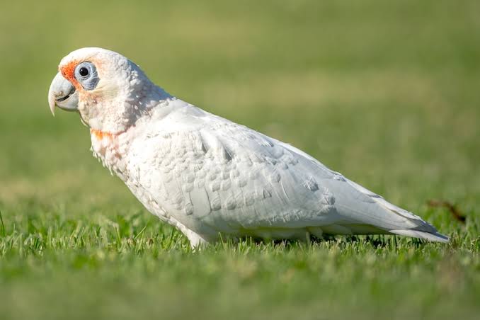Little Corella