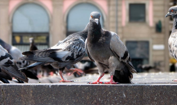 Pigeon Control