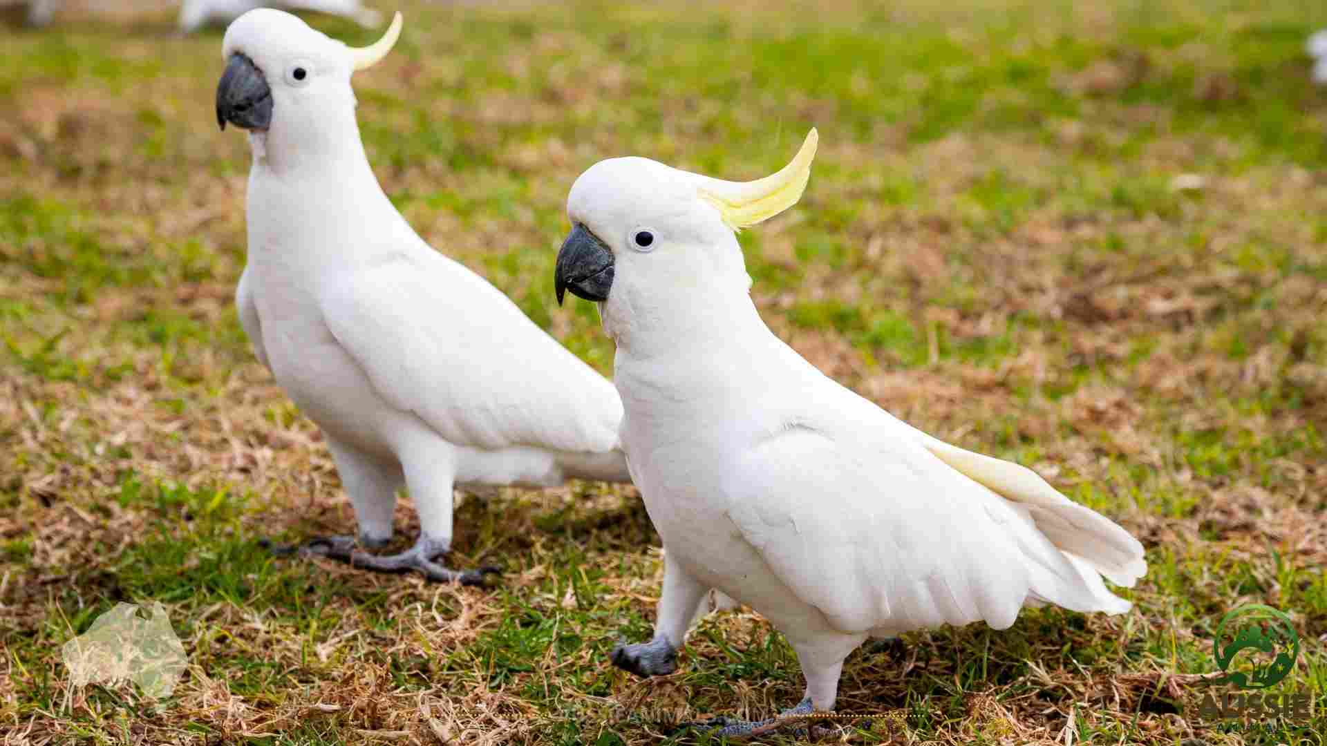 Sulphur-crested Cockatoo