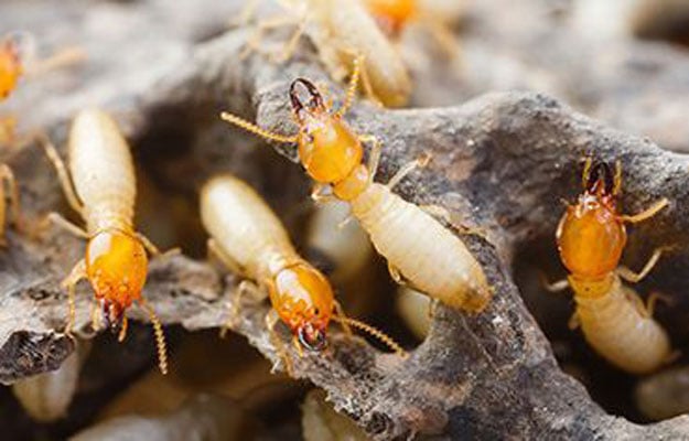 best Termite control sydney