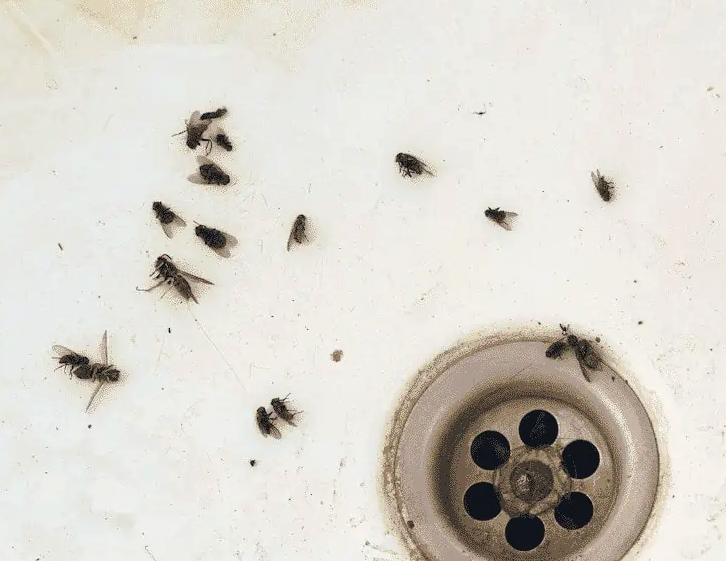 Drain Fly Information 