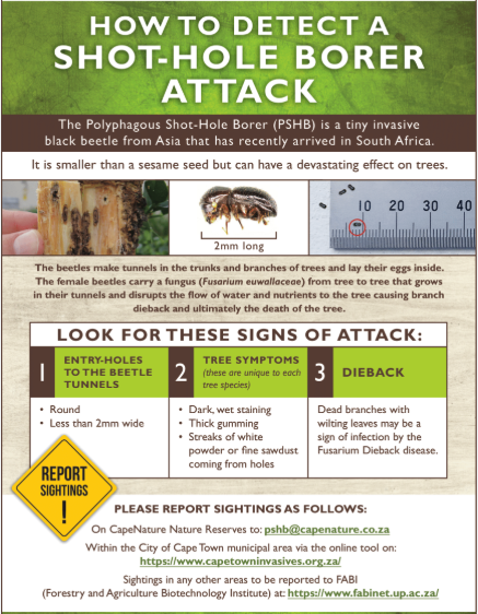 how to detect shot-hole borer in Sydney