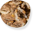 Termite extermination