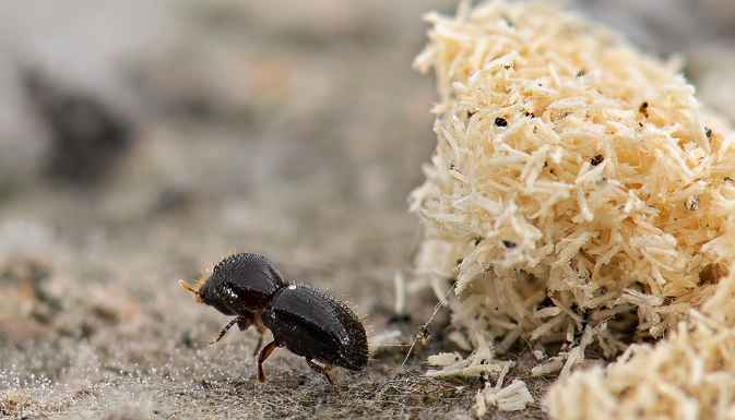 Shot-Hole Borer Sydney