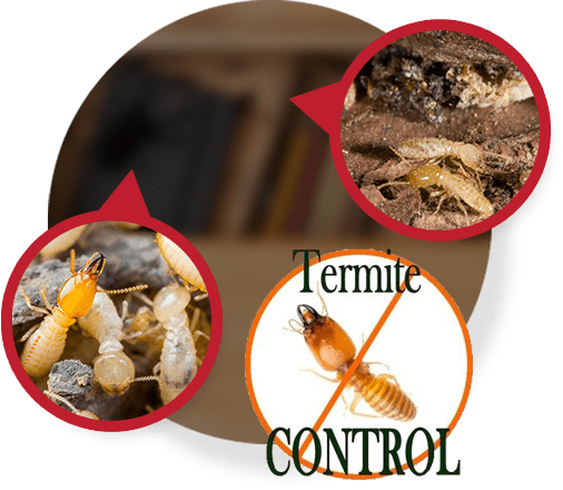 termite control